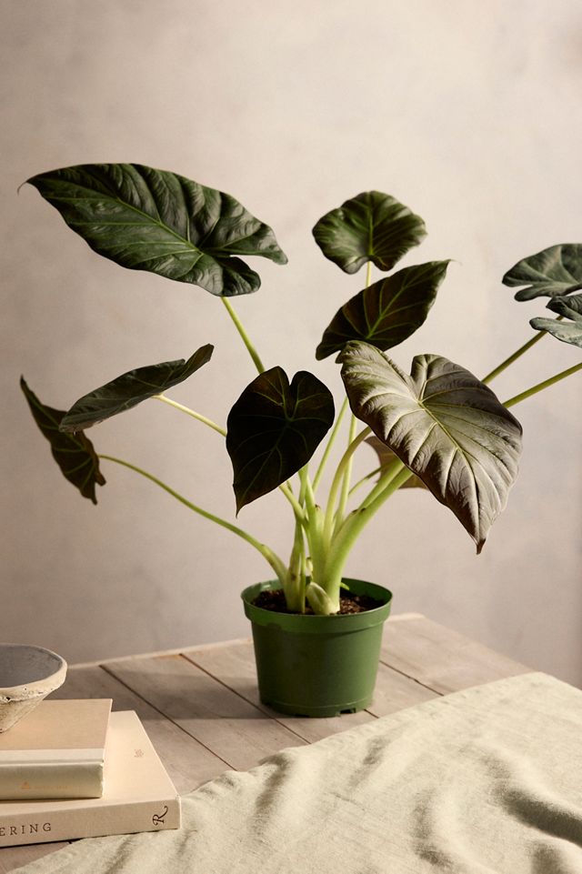 Alocasia 'Regal Shield' #1