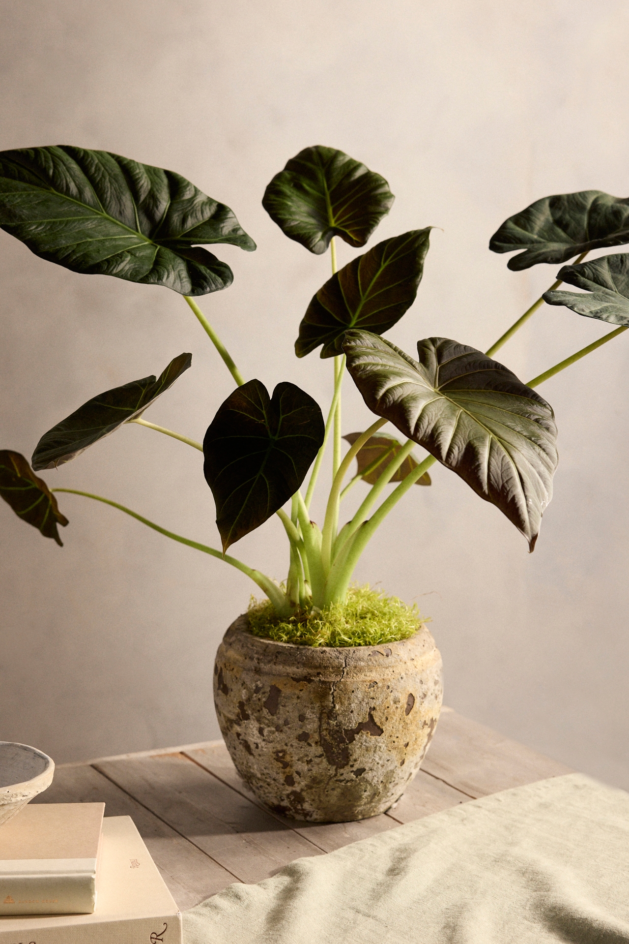 Alocasia 'Regal Shield'