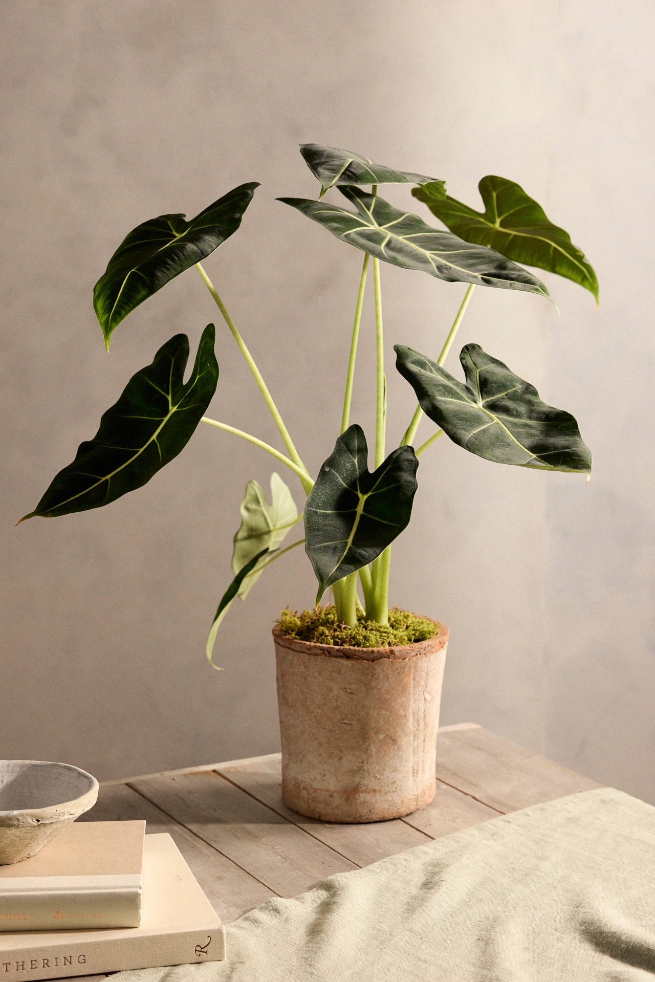 Alocasia 'Frydek'