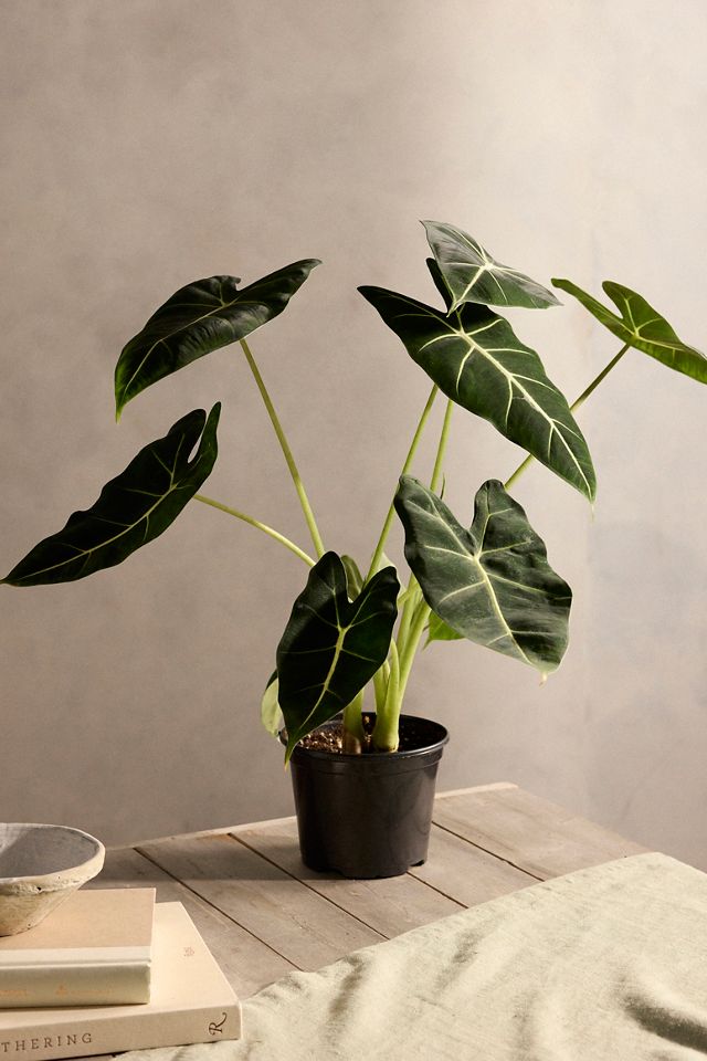 Alocasia 'Frydek' #2