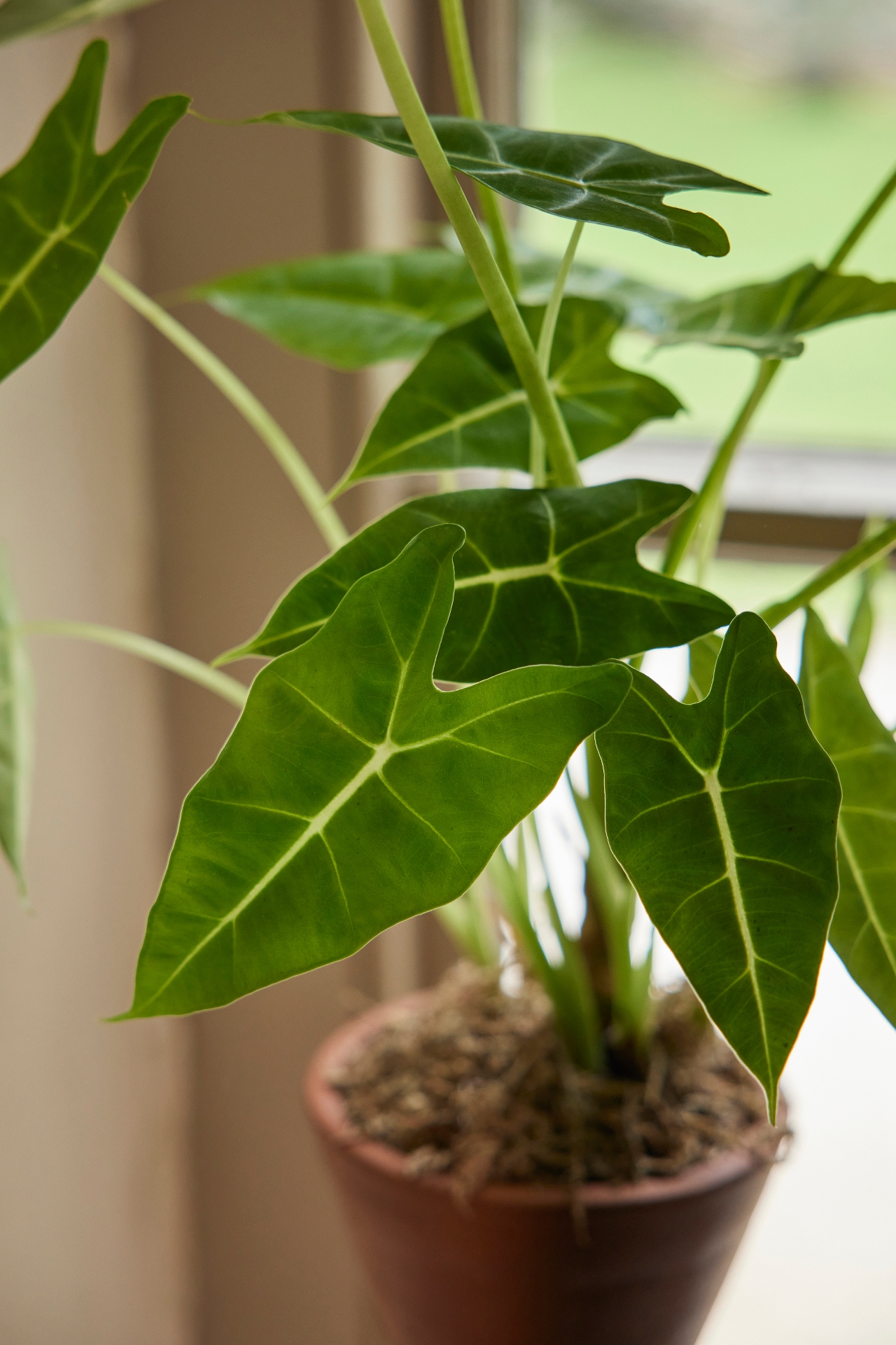 Alocasia 'Frydek'