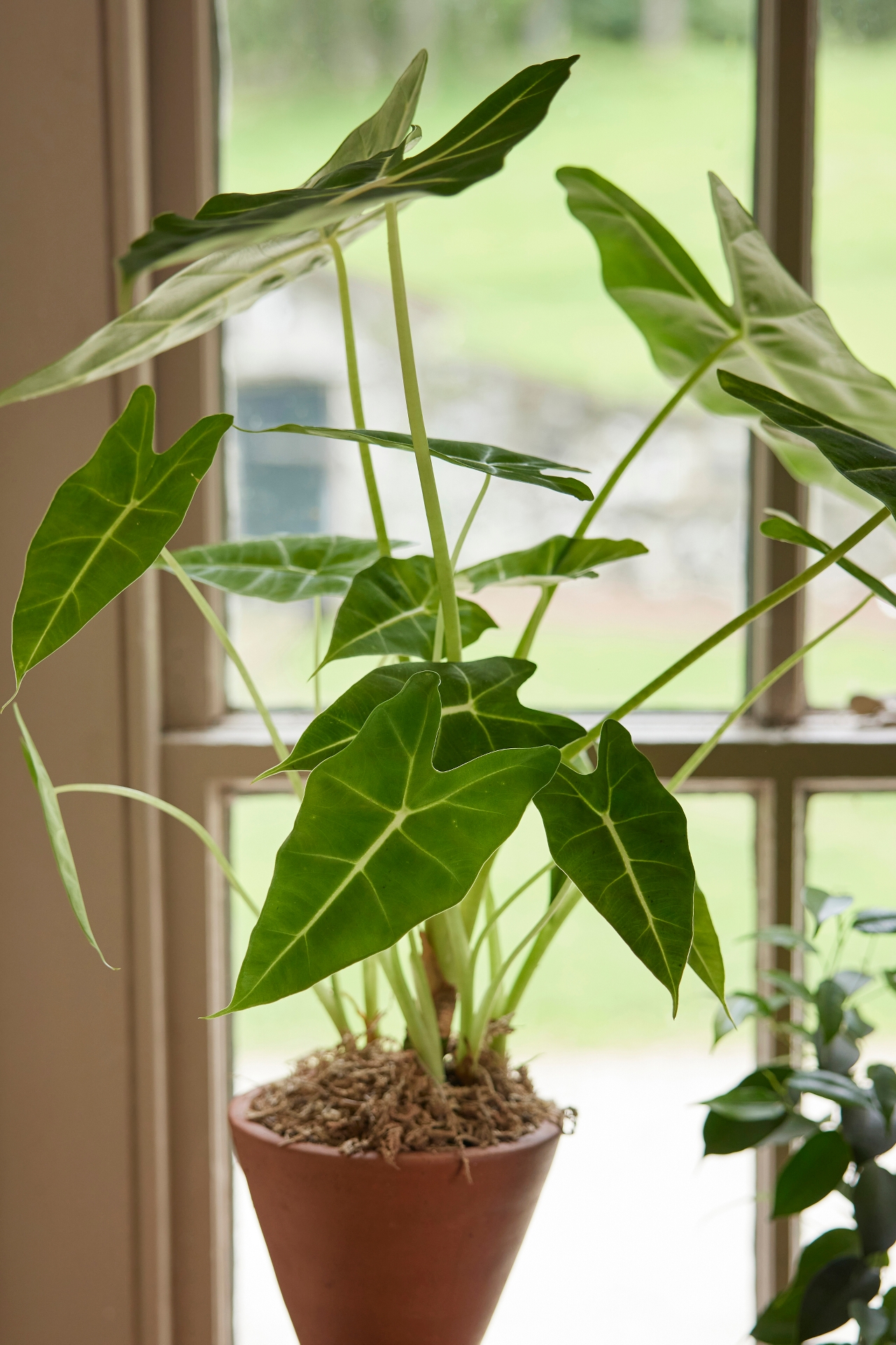 Alocasia 'Frydek'