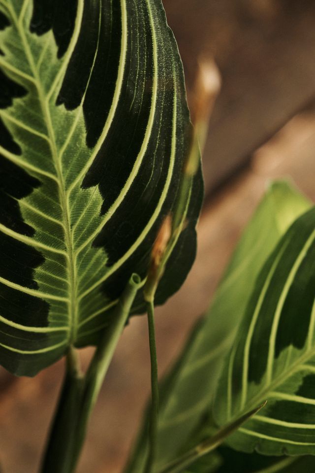 Maranta Lemon Lime | Anthropologie