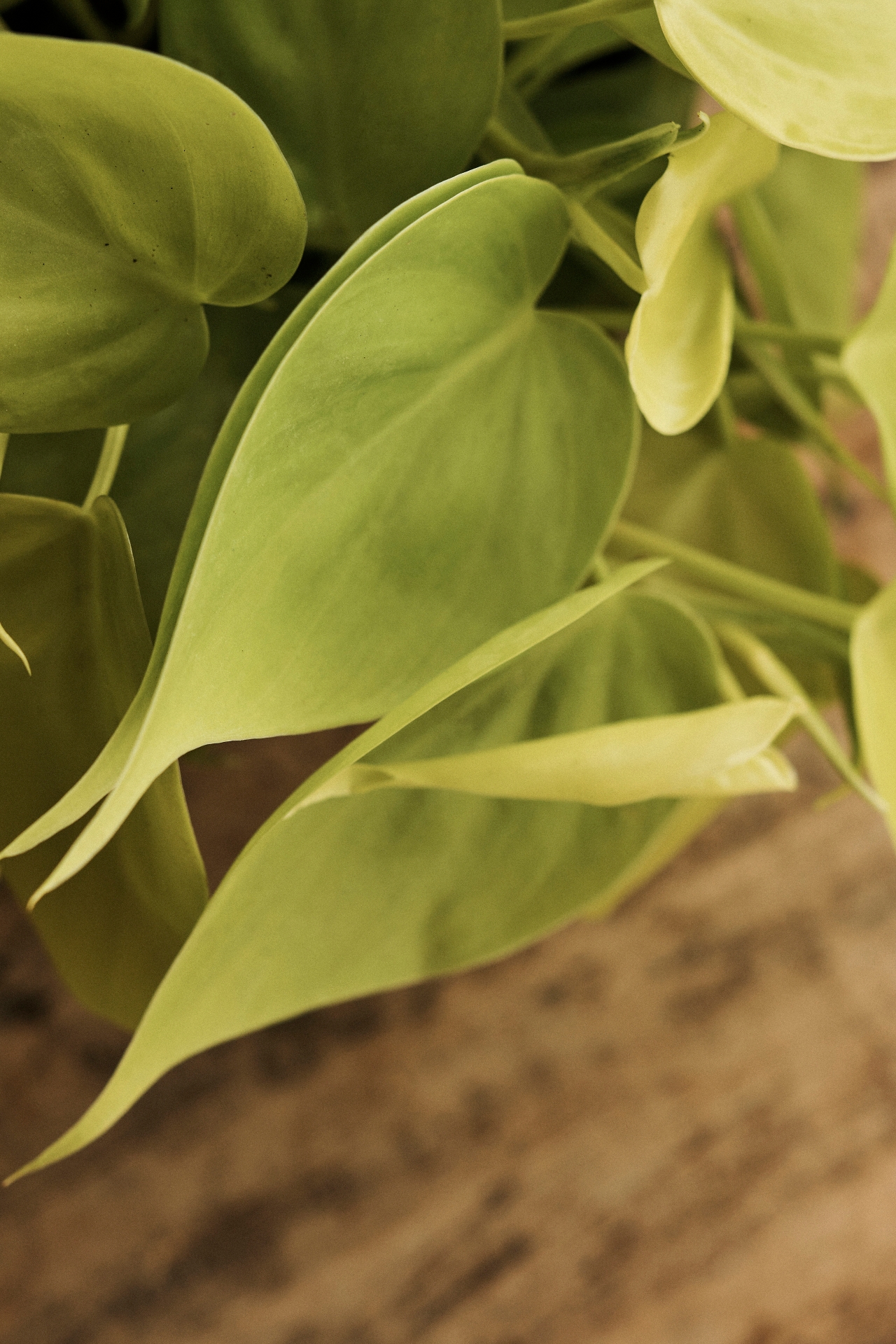 Neon Philodendron