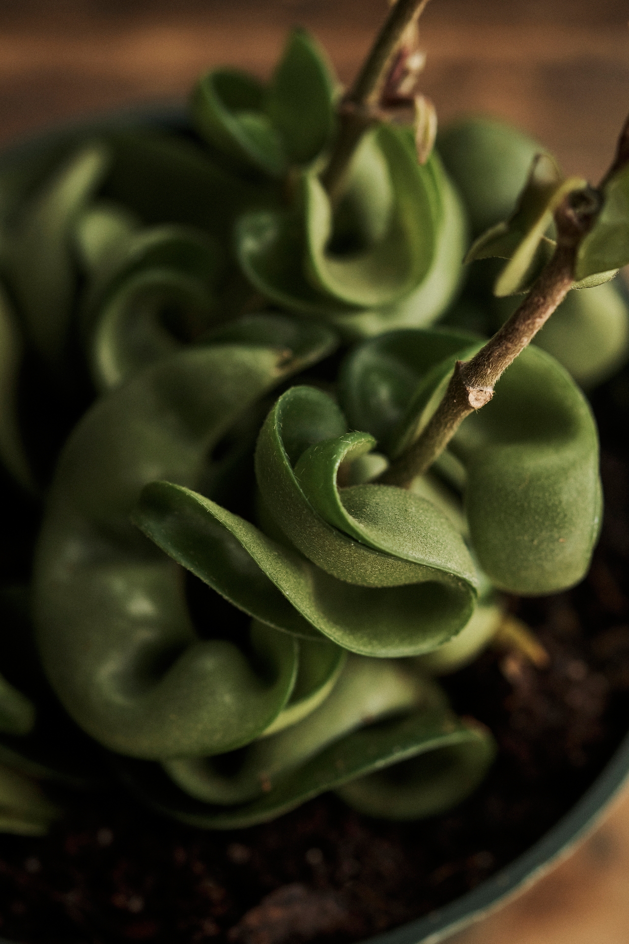 Hoya Carnosa Compacta