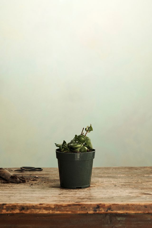 Hoya Carnosa Compacta #1