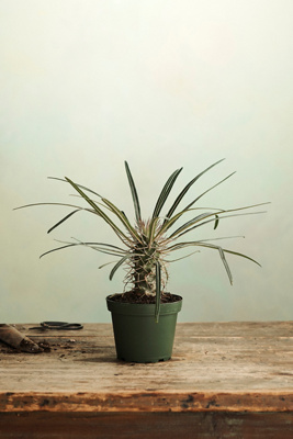 Terrain Pachypodium Palm