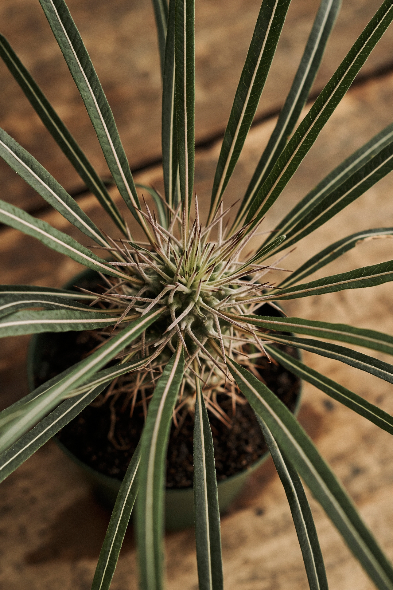 Pachypodium Palm