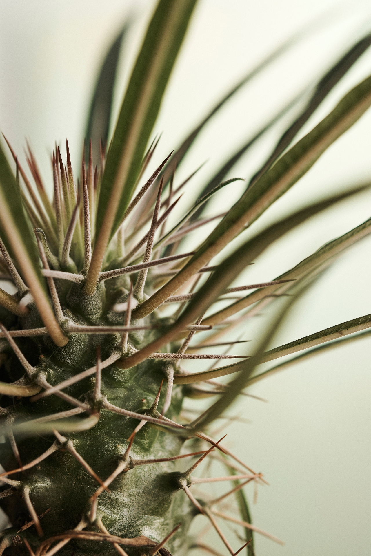 Pachypodium Palm