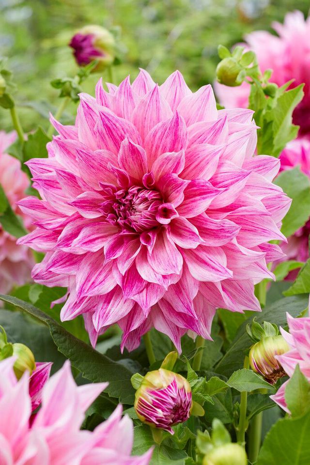 Dahlia ‘Café au Lait Royal’ Bulb | Terrain