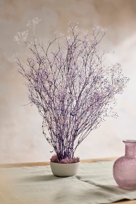 Terrain Preserved Gypsophila Bunch