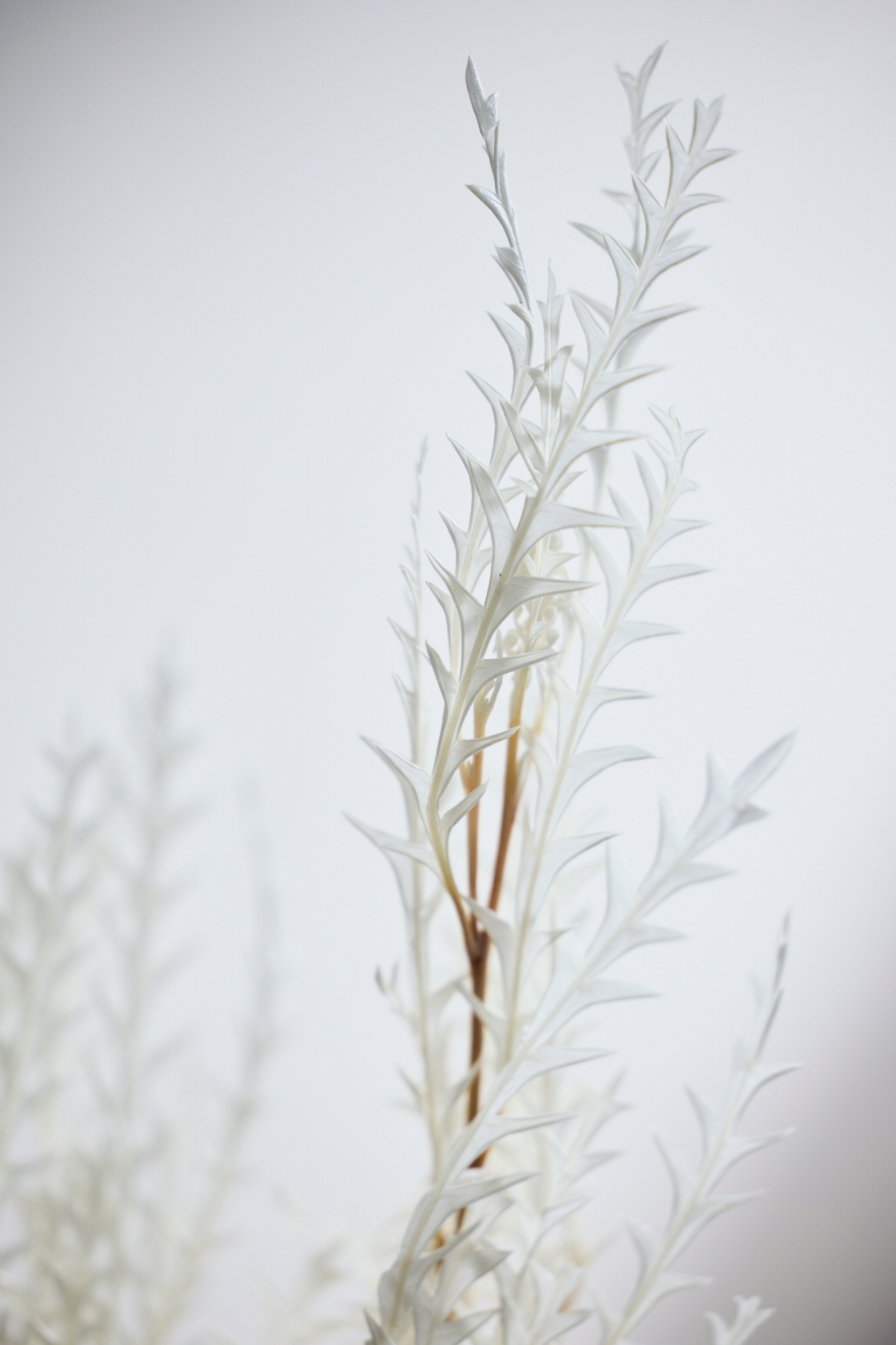 Preserved Grevillea Bunch