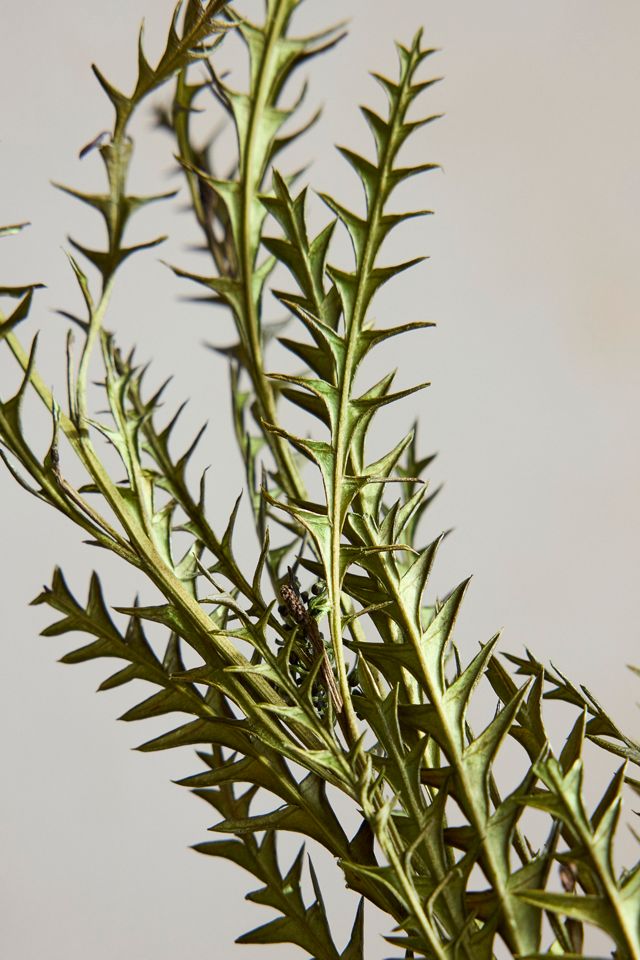 Preserved Grevillea Bunch #1