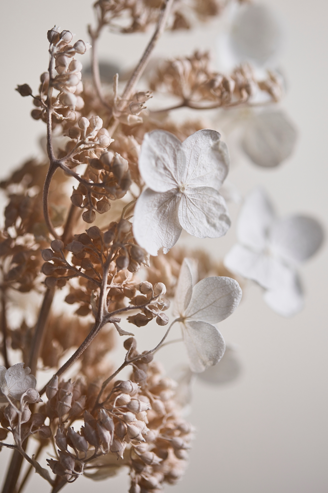 Preserved Hydrangea Paniculata Bunch