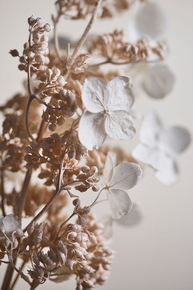 Preserved Hydrangea Paniculata Bunch #1
