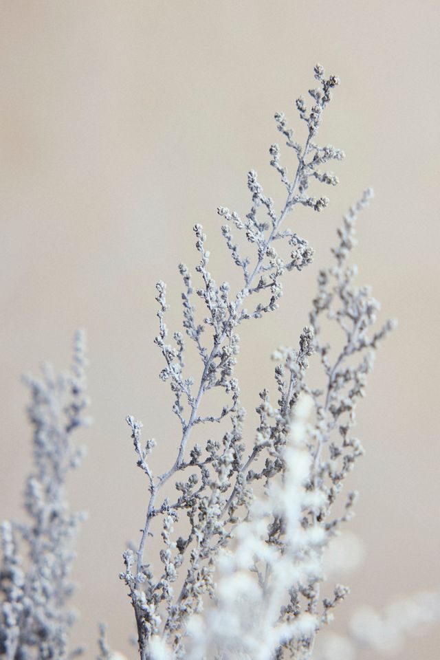 Preserved Stoebe Bunch #1