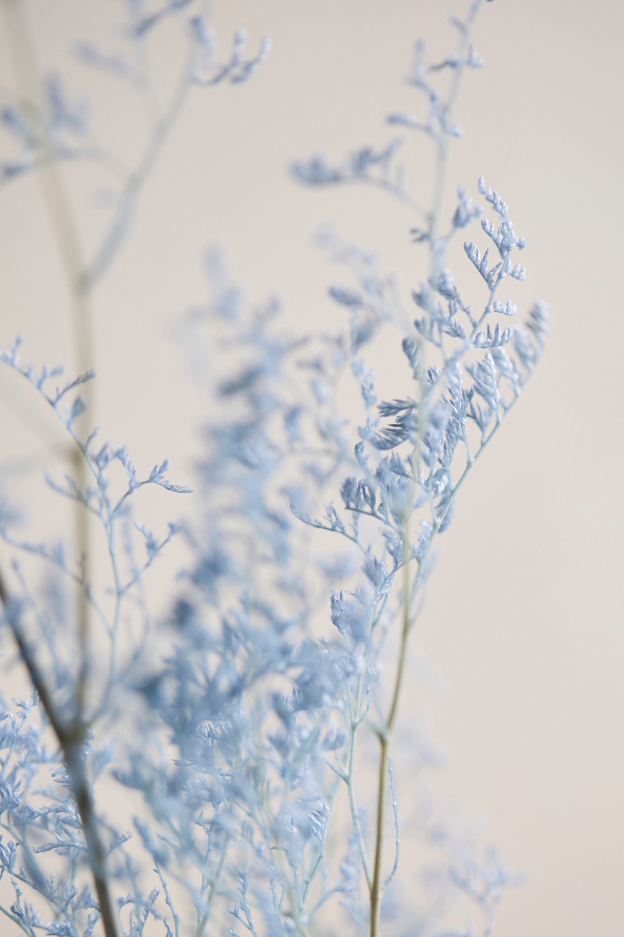 Preserved Limonium Bunch