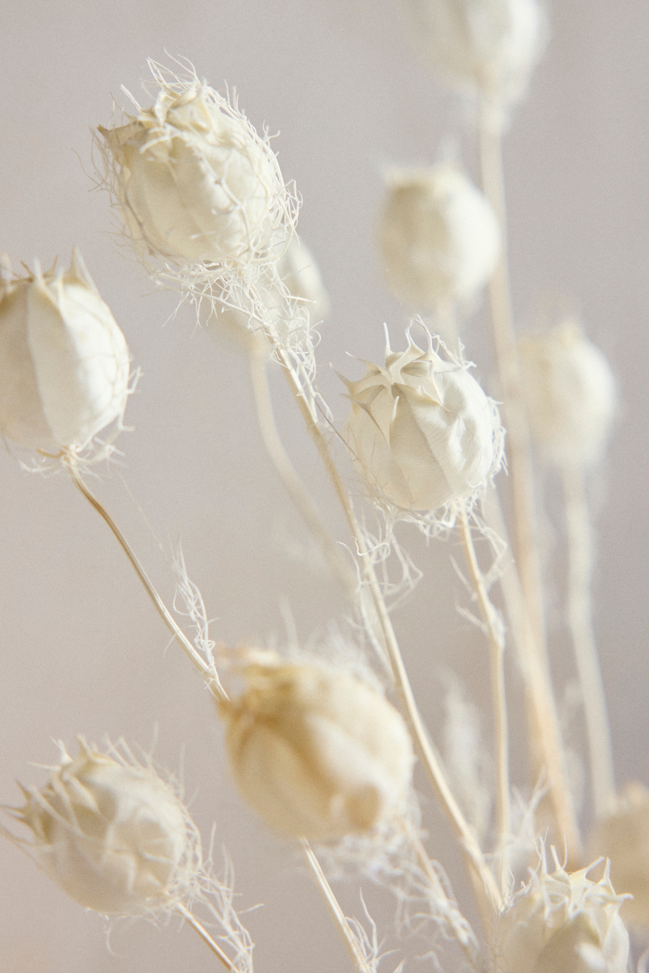 Preserved Nigella Bunch