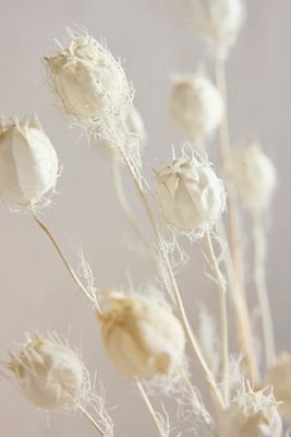 Preserved Nigella Bunch