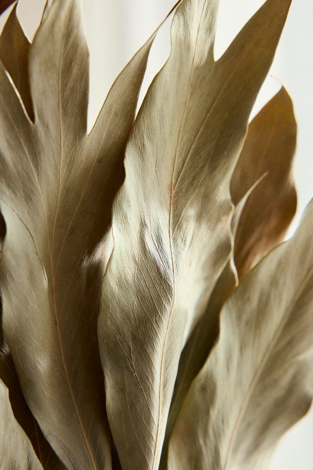 Preserved Grevillea Barklyana Bunch #1