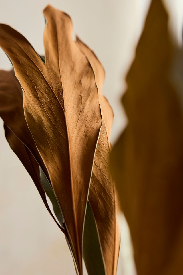 Preserved Grevillea Barklyana Bunch #2