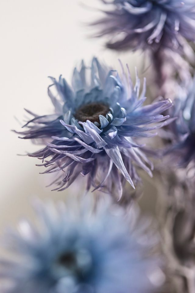 Preserved Helichrysum Bunch #1