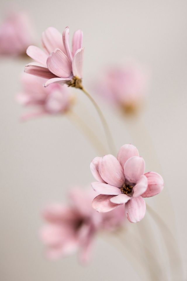 Crafted Botanical Spray, Petite Floral #1