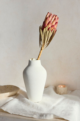 Terrain Dried Protea Venus Stem