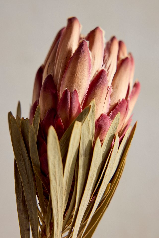 Dried Protea Venus Stem #1