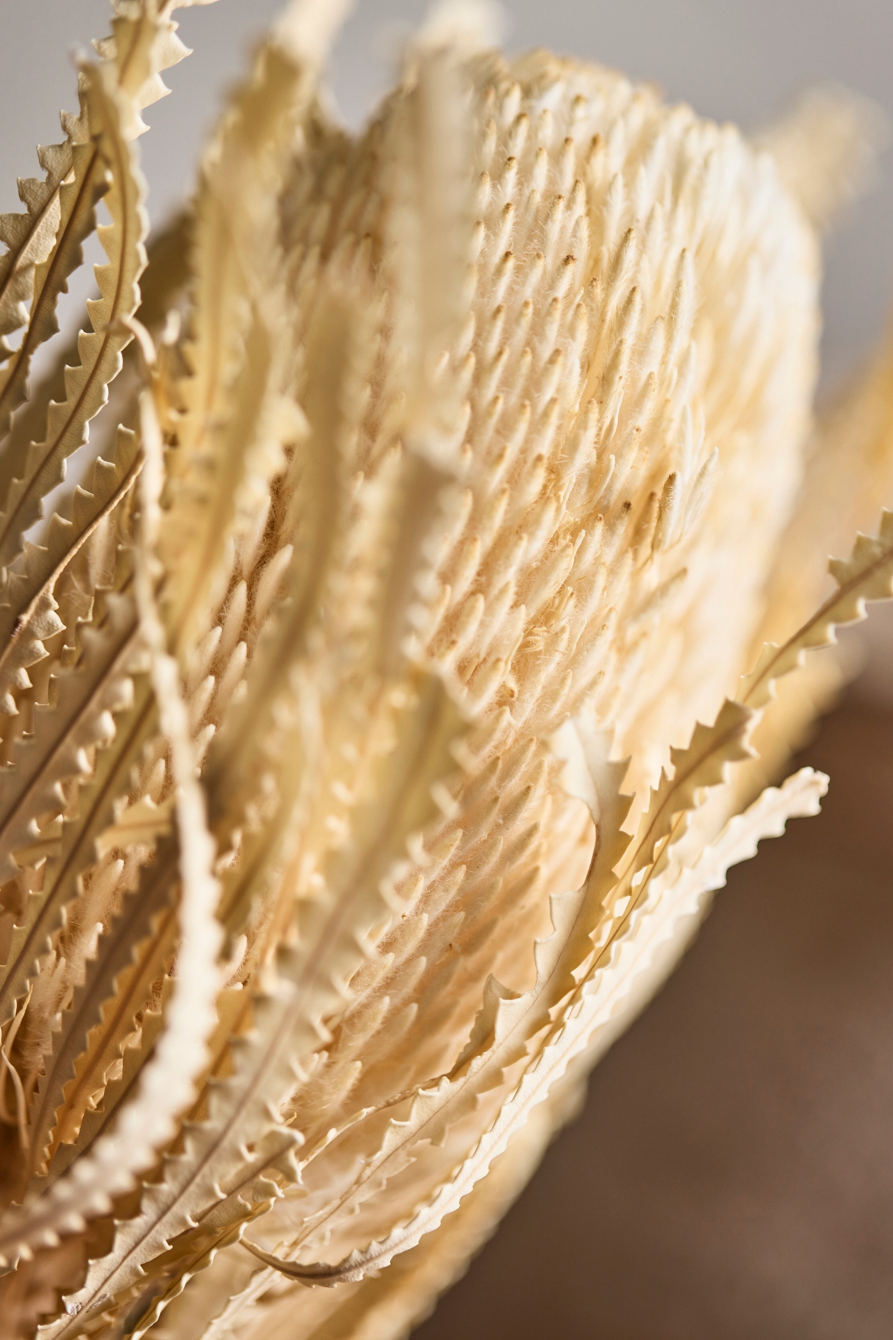 Dried Banksia Stem