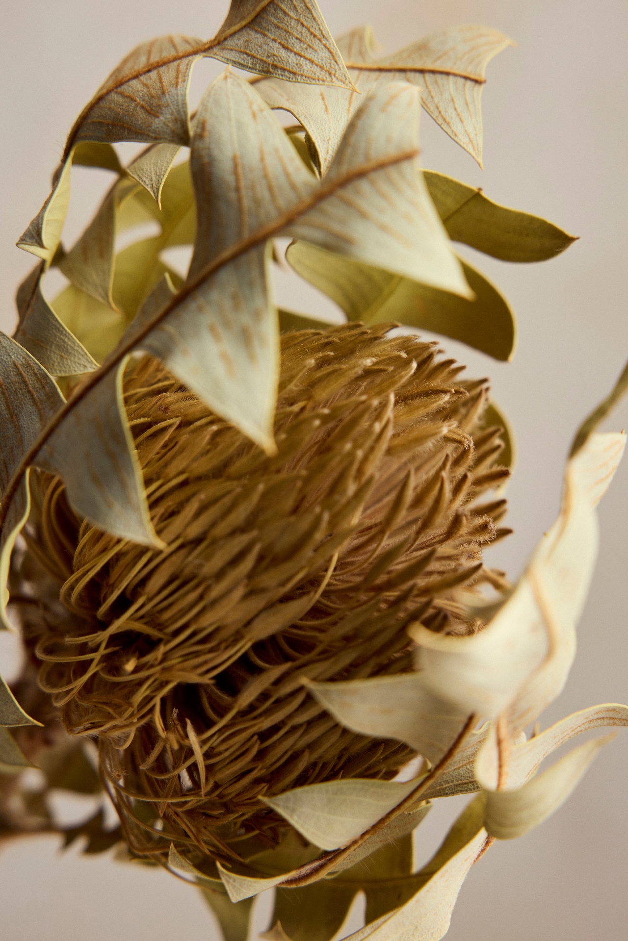 Dried Banksia Baxteri Stem