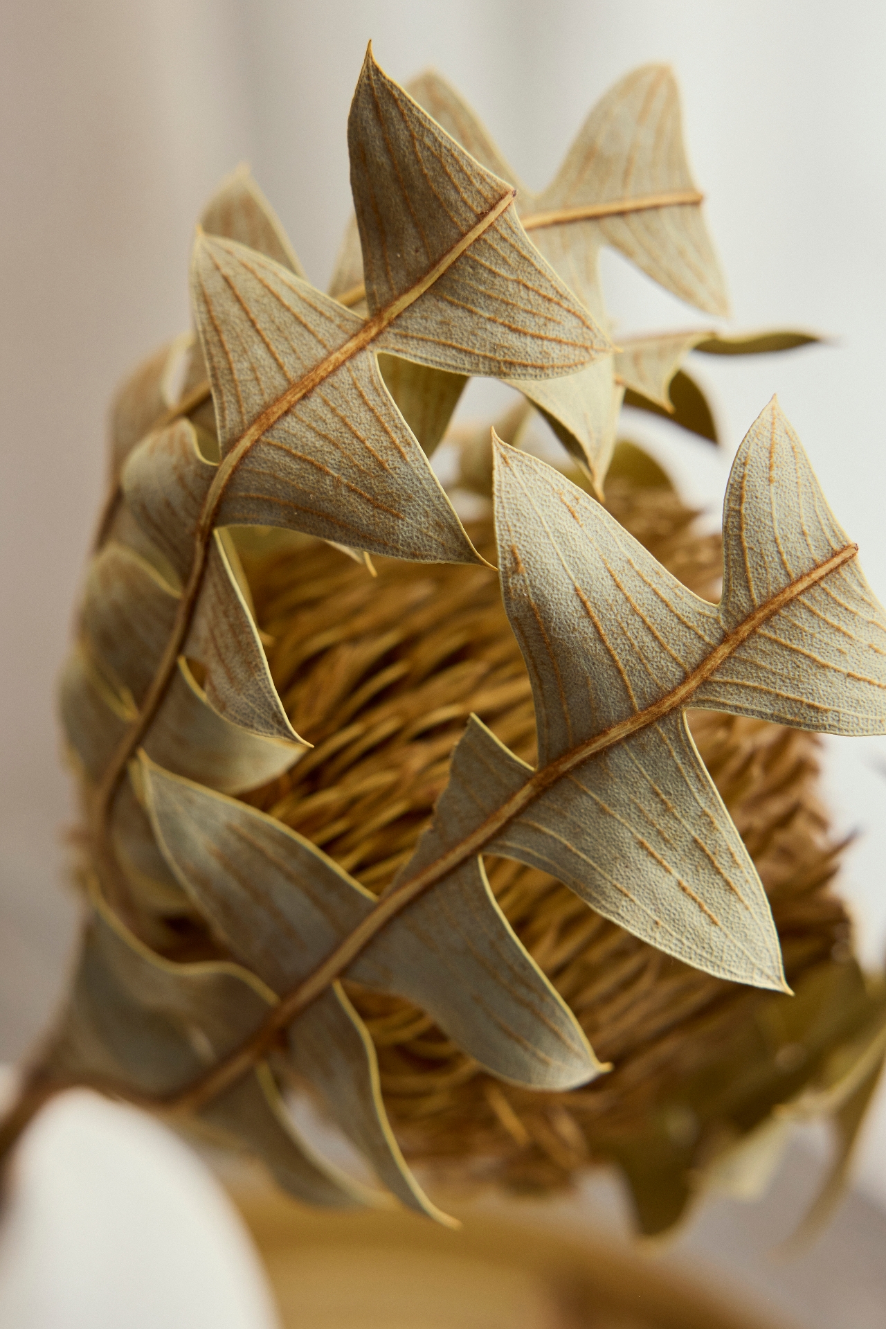 Dried Banksia Baxteri Stem