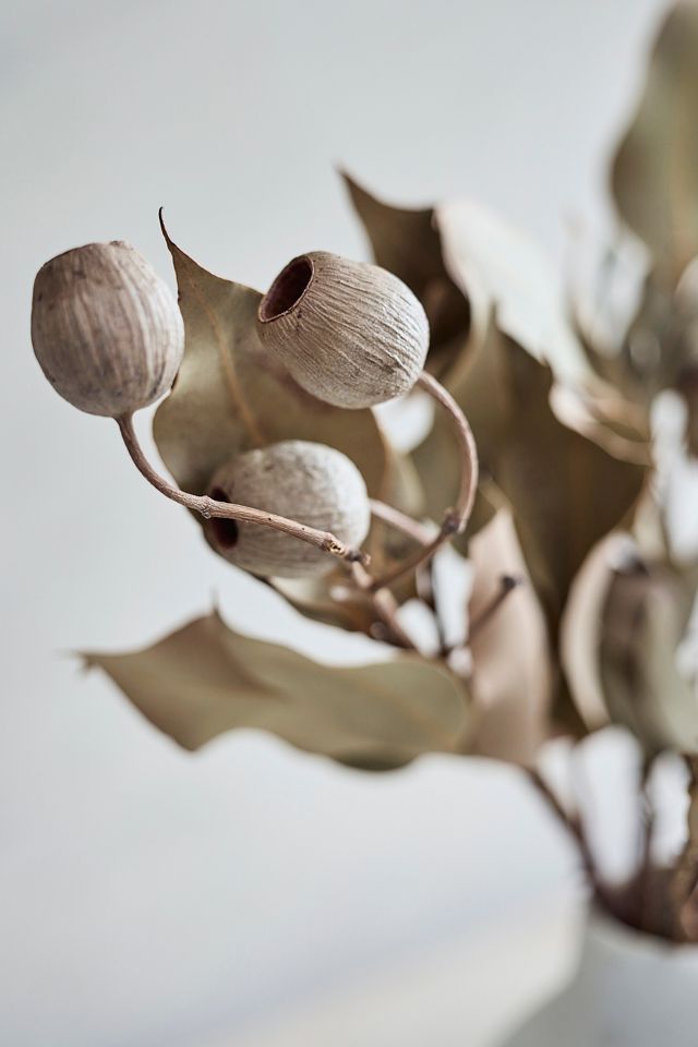 Dried Eucalyptus Ficifolia Bunch #1