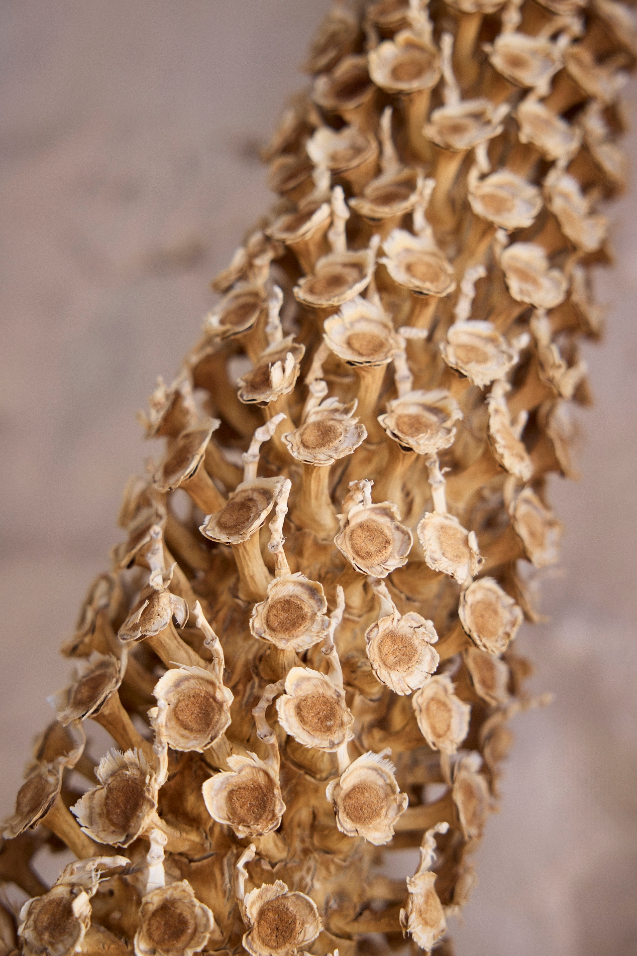 Dried Attalea Stalk