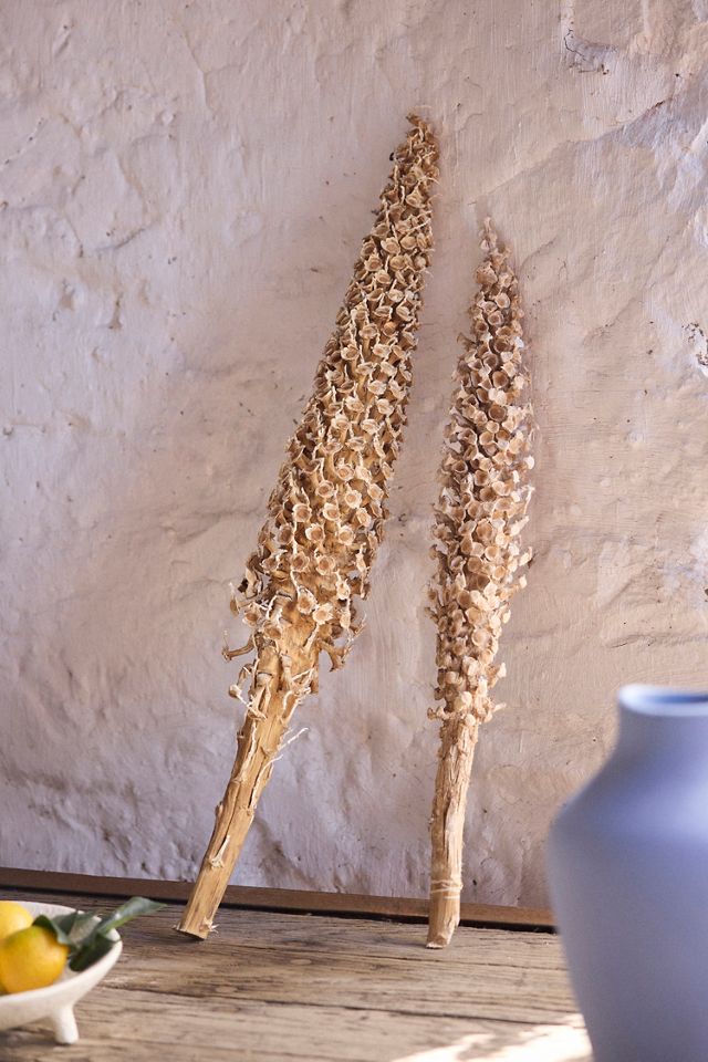 Dried Attalea Stalk, Large