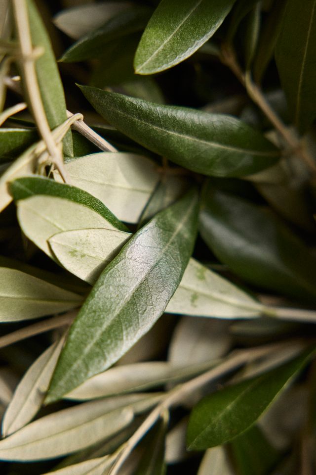 Fresh Olive Branch Wreath #2