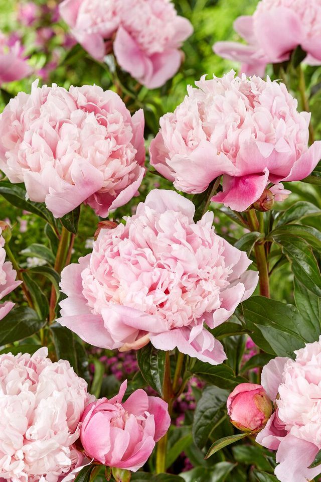 Peony ‘Shirley Temple’ Bulb | Terrain