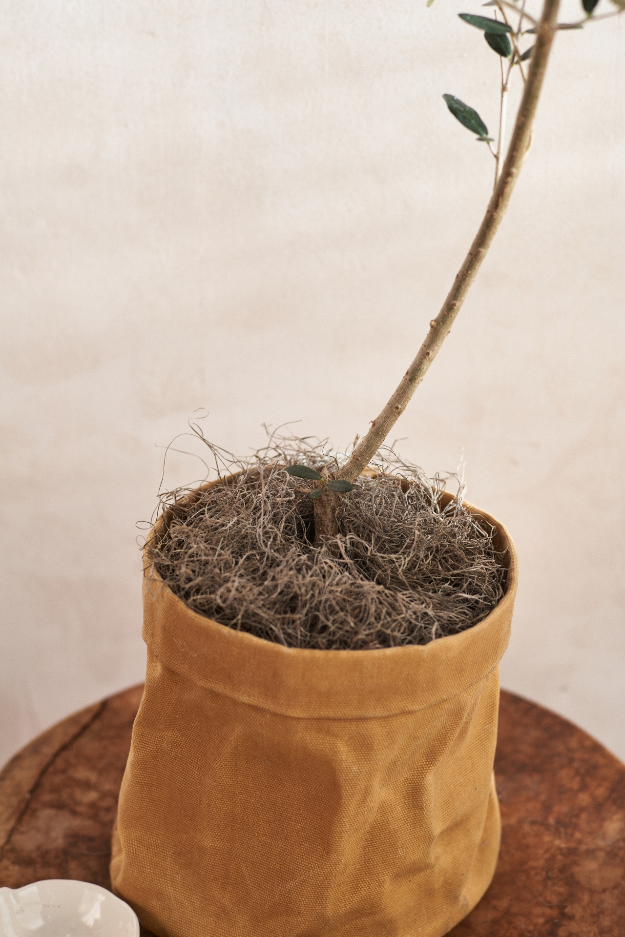 Arbequina Olive Tree, Waxed Canvas Pot Cover, 1 Gallon