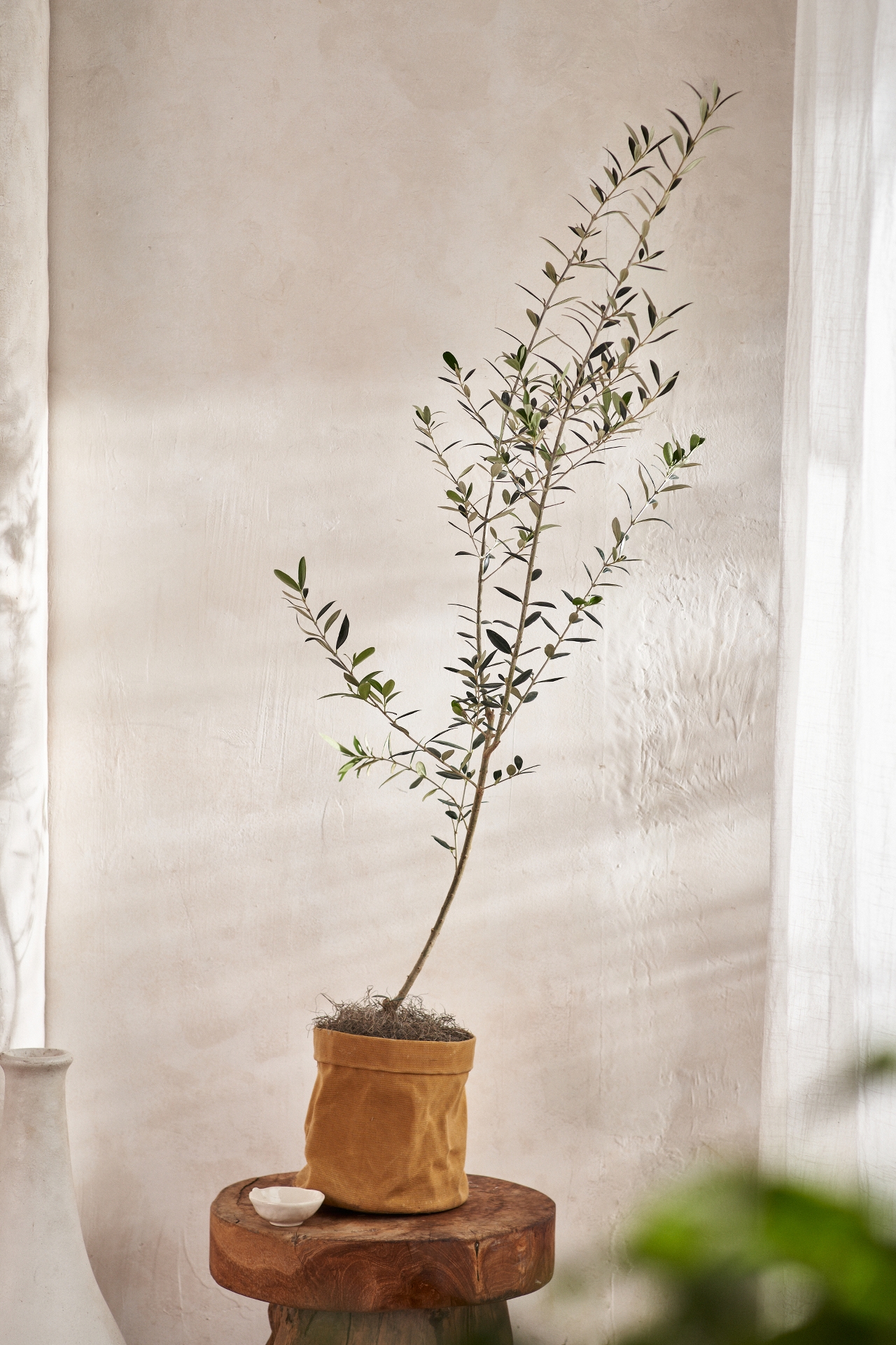 Arbequina Olive Tree, Waxed Canvas Pot Cover, 1 Gallon