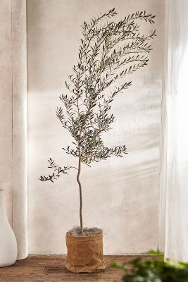 Shop Terrain Arbequina Olive Tree, Waxed Canvas Pot Cover, 5'