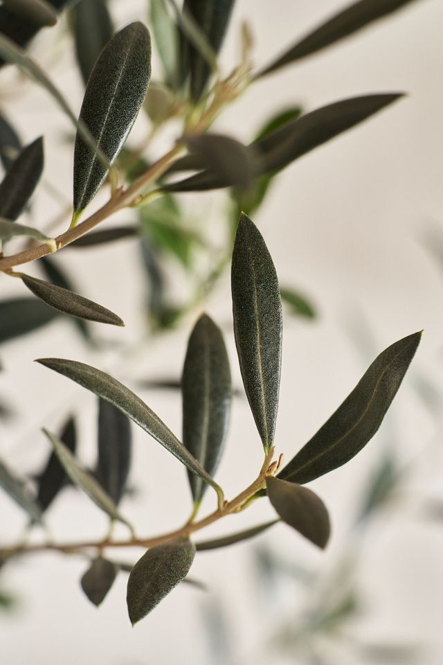 Arbequina Olive Tree, Waxed Canvas Pot Cover, 5' #2