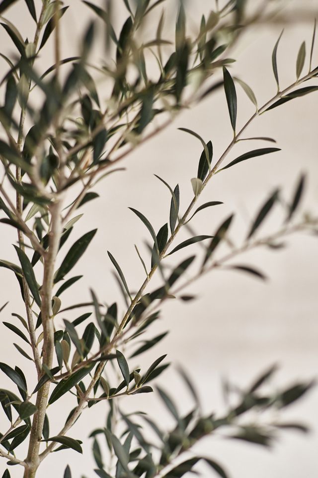 Arbequina Olive Tree, Waxed Canvas Pot Cover, 5' #3