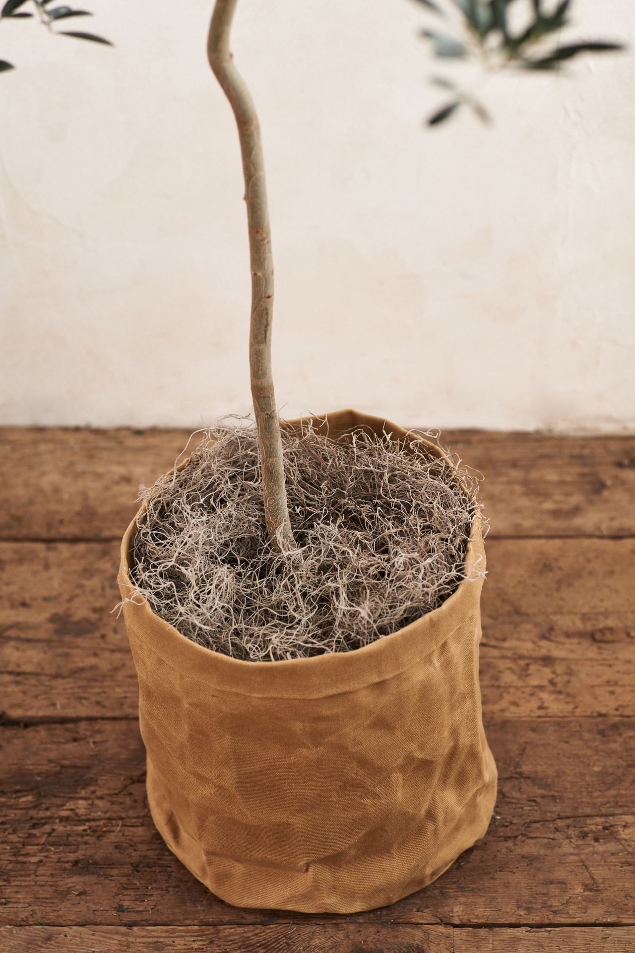 Arbequina Olive Tree, Waxed Canvas Pot Cover, 5'