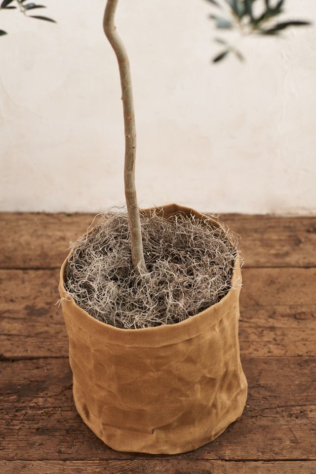 Arbequina Olive Tree, Waxed Canvas Pot Cover, 5' #4
