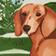 Dachshund