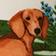 Dachshund