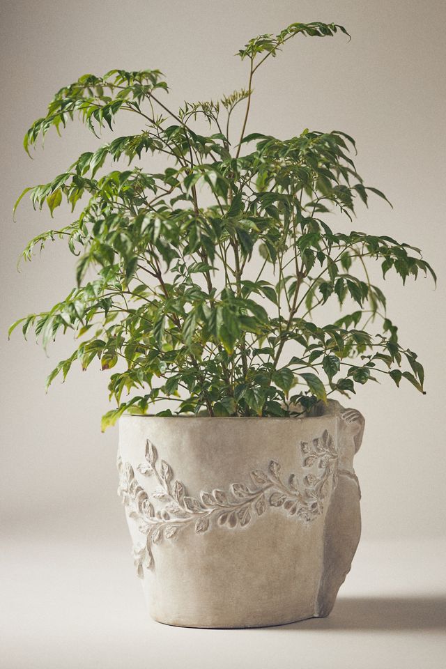 Muse Cement Planter #1