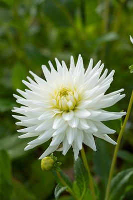 Dahlia ‘My Love’ Bulbs | Terrain