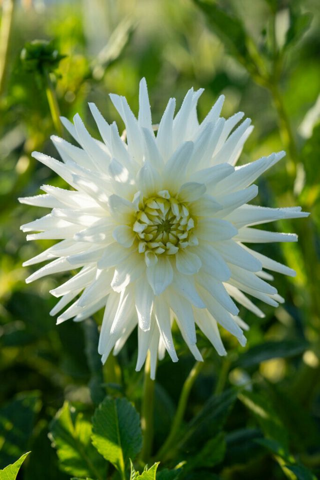 My Love Is Flower / Direct Drive 7インチ Dahlia 'My Love' Tubers | Terrain