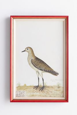 Rudbeck Swedish Birds Wall Art